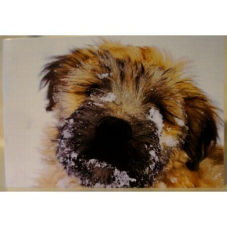 card snowy puppy face