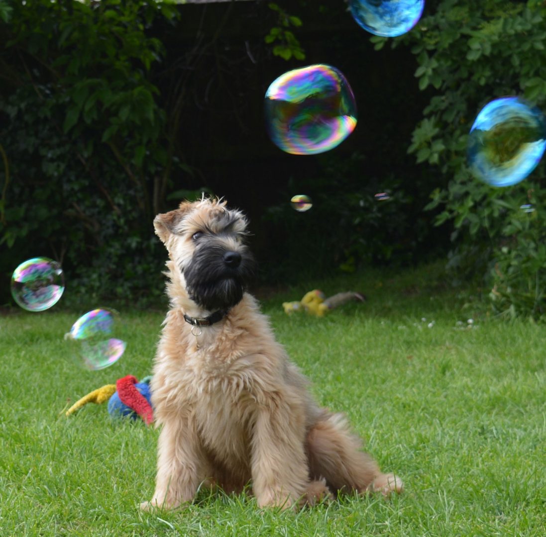 Long haired wheaten clearance terrier