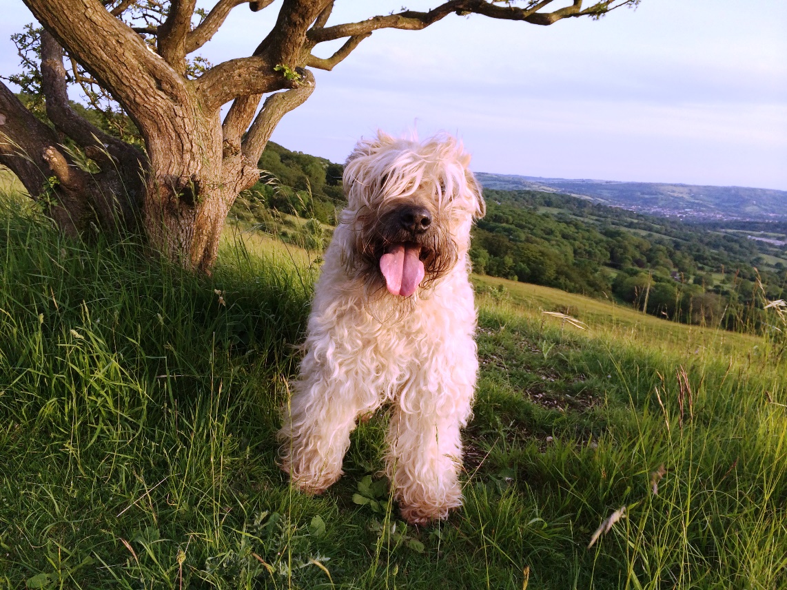 Smooth haired wheaten sales terrier