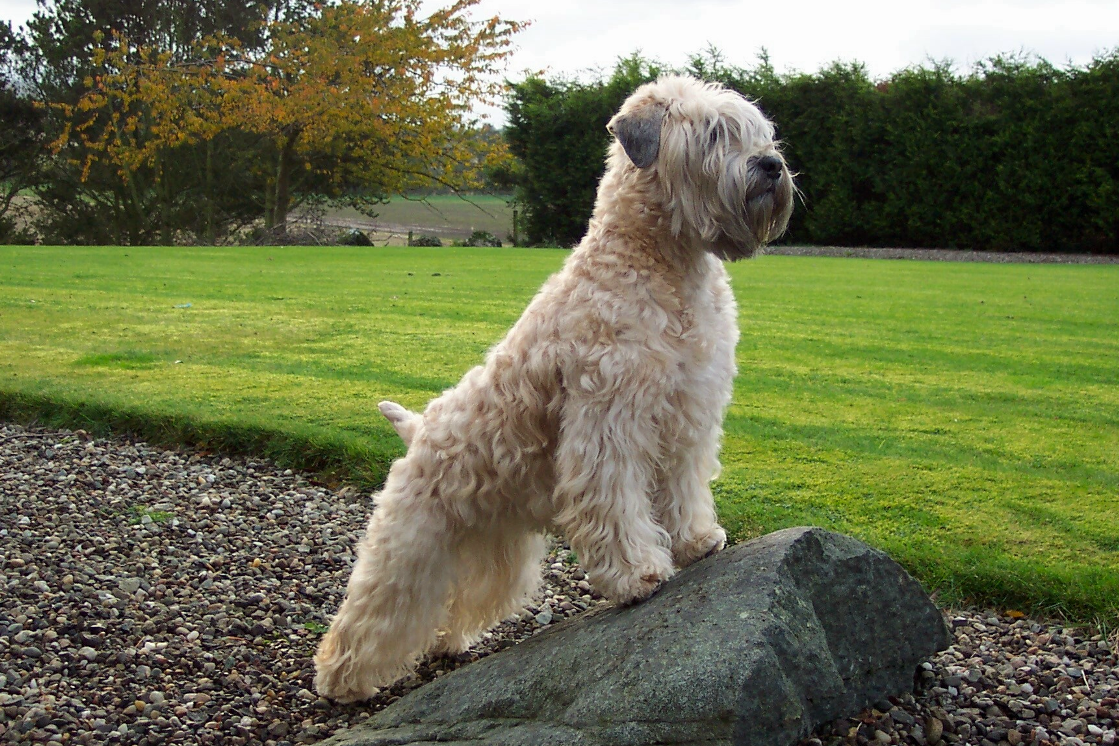 Wheaten 2024 terrier size