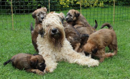 mum and pups