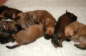 newborn wheaten terrier